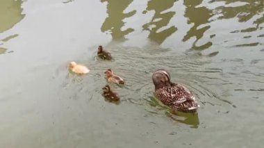 gölet üzerinde ördek yavruları ile ördek.