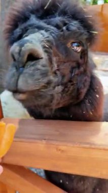 Çiftlikteki bir alpaka elinden yiyor. Siyah bir alpaka dikey videosu.