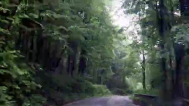 Ormanda bir yolu kamerayla çekmek..