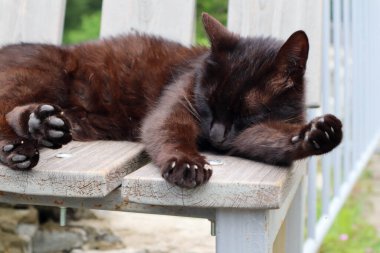 Siyah bir kedi sokakta dinleniyor..