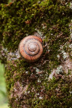Ağaç kabuğunda salyangoz. Ağaç kabuğunun yosunlu dokusu.