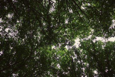 Yaz ormanı. Dağlarda yürüyüş, yeşil orman..