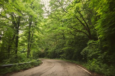 Ormanda bir yolu kamerayla çekmek..