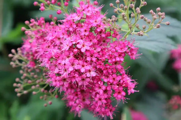 stock image Pink flowers. . Laurustina is a plant belonging to the Adoxaceae family. Viburnum Thymus. Macro photo.