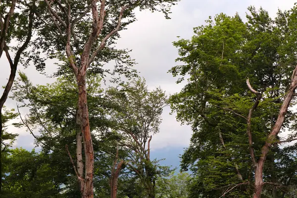 Yaz ormanı. Dağlarda yürüyüş, yeşil orman..