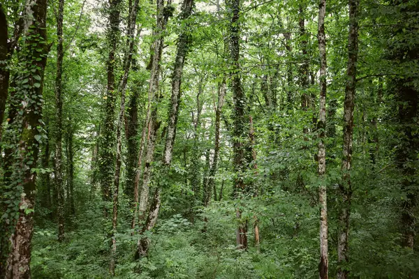 Yaz ormanı. Dağlarda yürüyüş, yeşil orman..