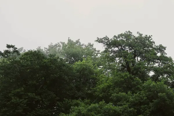 Yaz ormanı. Dağlarda yürüyüş, yeşil orman..