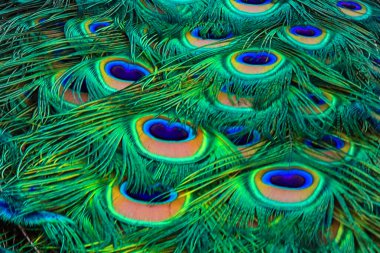 Tavus kuşu tüyü dokusu. Moda arka planı.