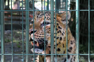 Orta Asya leoparı ya da Kafkas leoparı. Panthera pardus ciscaucasica.