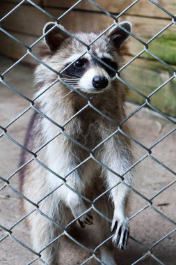 Şirin bir rakun hayvanat bahçesindeki kafeste duruyor..
