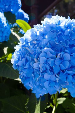 Güzel mavi bir ortanca çalısı çiçek açıyor.