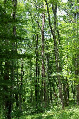 Yaz ormanı. Dağlarda yürüyüş, yeşil orman..