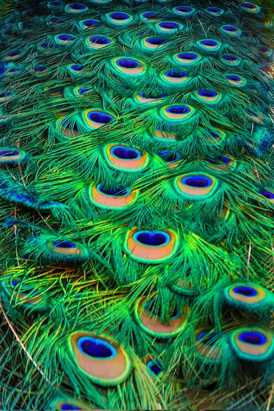 Tavus kuşu tüyü dokusu. Moda arka planı.
