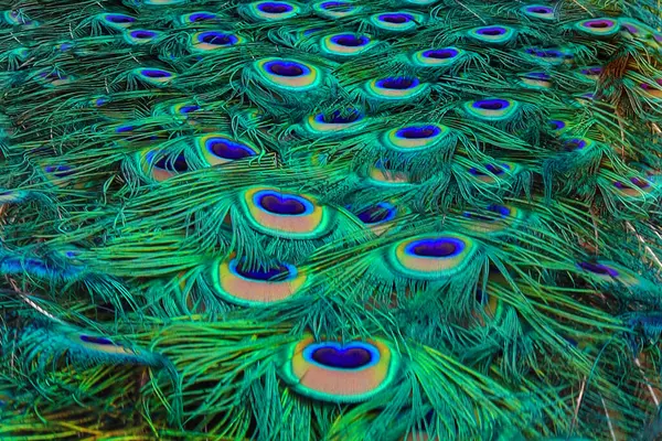 Tavus kuşu tüyü dokusu. Moda arka planı.