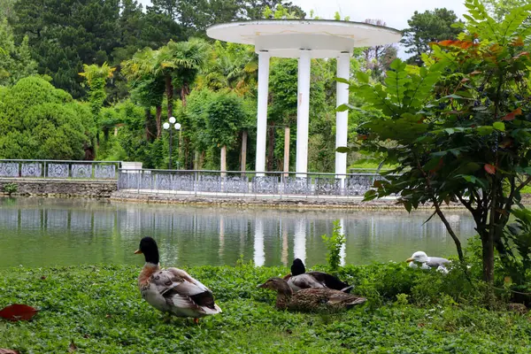 Ördekler parktaki bir gölün kıyısında durur..