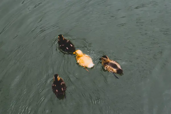 stock image Little ducklings swim in a pond in the park.