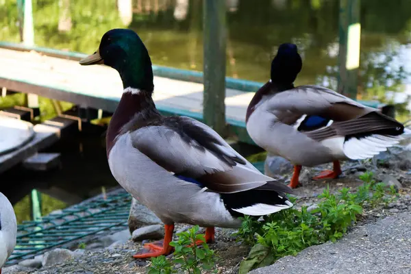 Ördekler parktaki bir gölün kıyısında durur..