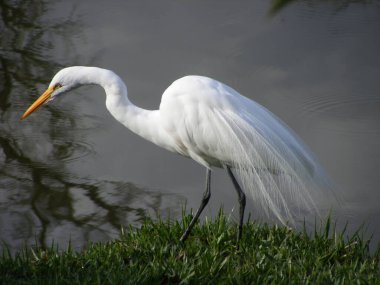 Teşekkürler branca grande na beira do lago.