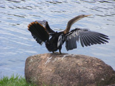 Biguatinga secando as asas.