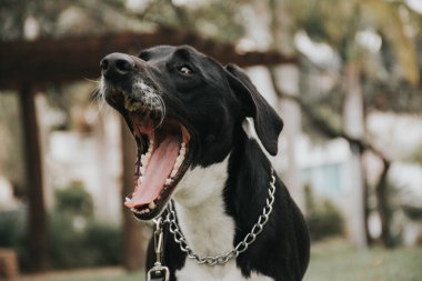Cachorro com a boca aberta, parece que grita.