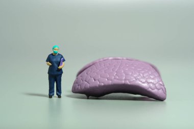 Miniature people toy figure photography. A female doctor surgeon holding clipboard standing beside brain organ. Isolated grey background. Image photo