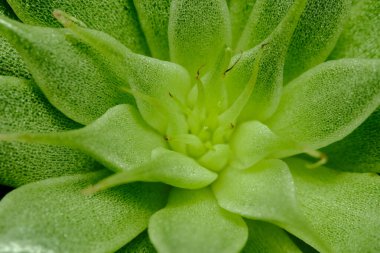 Closeup of Graptoveria silver star leaf petals succulent plant, beautiful flower in green color. Image photo clipart