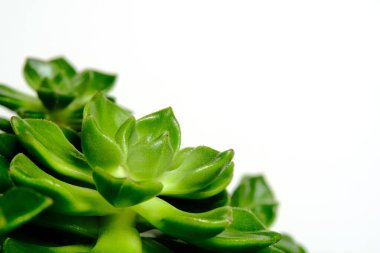 Echeveria Yeşil Zümrüt Yaprakları 'nın yakın plan resmi sulu bitki, yeşil ve sarı renklerde güzel bir çiçek. Beyaz arka planda izole edilmiş. Resim fotoğrafı.