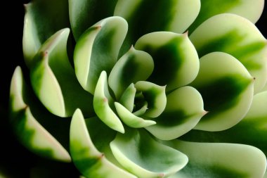 Yakın plan Echeveria Compton Atlıkarınca çeşitli yaprak yaprakları sulu bitki, yeşil sarı renklerde güzel çiçek. Resim fotoğrafı.