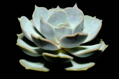 Echeveria Lilacina Yaprak Yaprakları 'nın yan görüntüsü sulu bitki, yeşil mor renklendirme kombinasyonunda güzel çiçek. Siyah arka planda izole edilmiş. Resim fotoğrafı.