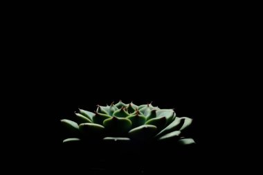 Echeveria Minima Mavisi, lamba efektli sulu bitki, yeşil sarı mavimsi renkli güzel çiçek. Siyah arka planda izole edilmiş. Resim fotoğrafı.