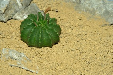 Euphorbia meloforis denizaltılarını kapatın. Valida yapay yaşam alanında, çölün kayalık zemininde taşlarla yaşıyor. Resim fotoğrafı.