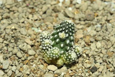 Yapay yaşam alanında Capiapoa tanuissima 'yı kapatın, taştan toprakla çölün kayalık zemininde yaşayın. Resim fotoğrafı.