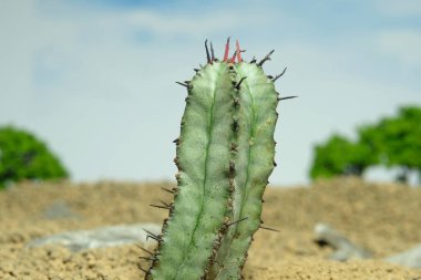 Yapay yaşam alanındaki Euphorbia Horrida 'yı kapatın, çöldeki kayalık topraklarda taşlarla yaşayın. Resim fotoğrafı.