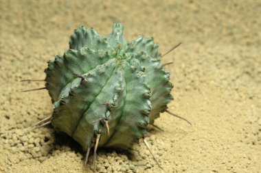 Yapay yaşam alanındaki Euphorbia Horrida 'yı kapatın, çöldeki kayalık topraklarda taşlarla yaşayın. Resim fotoğrafı.