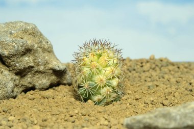 Mammillaria Schumanii 'nin yapay yaşam alanı üzerindeki çeşitli kristali kapatıyoruz. Çöldeki kayalık topraklarda taşlarla yaşıyoruz. Resim fotoğrafı.