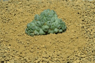 Mammillaria Schumanii Inermis Cristata 'yı yapay yaşam alanı üzerine kapatın, çöldeki kayalık topraklarda taşlarla yaşayın. Resim fotoğrafı.