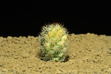 Mammillaria Schumanii 'yi kapatın yapay yaşam alanı üzerindeki kristali çeşitlendirin, çölün kayalık zemininde siyah arkaplanlı taşlarla yaşayın. Resim fotoğrafı.