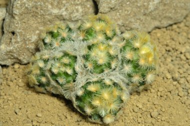 Mammillaria carmenae cv buddha 'yı yapay habitat üzerine kapatın, çöldeki kayalık topraklarda taşlarla yaşayın. Resim fotoğrafı.