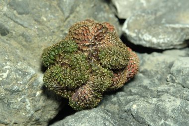 Yapay yaşam alanı üzerindeki gymnocalycium mihanovichii cristata, kayalık kayalık yarık taşında yaşıyor. Resim fotoğrafı.