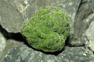 Suni habitat üzerindeki mammillaria carmenae cristata 'yı kapatın. Kayalık uçurum yarık taşı yüzeyinde canlı yayın. Resim fotoğrafı.