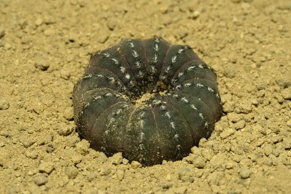Frailea Castanea, diğer adıyla... Frailea asterioidleri yapay yaşam alanında, çölün kayalık zemininde taşlarla yaşarlar. Resim fotoğrafı.