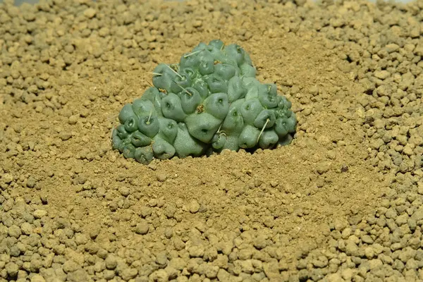 Mammillaria Schumanii Inermis Cristata 'yı yapay yaşam alanı üzerine kapatın, çöldeki kayalık topraklarda taşlarla yaşayın. Resim fotoğrafı.