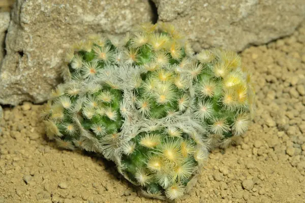 Mammillaria carmenae cv buddha 'yı yapay habitat üzerine kapatın, çöldeki kayalık topraklarda taşlarla yaşayın. Resim fotoğrafı.