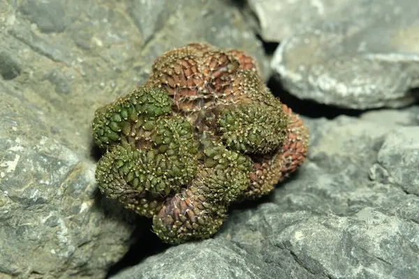 Yapay yaşam alanı üzerindeki gymnocalycium mihanovichii cristata, kayalık kayalık yarık taşında yaşıyor. Resim fotoğrafı.