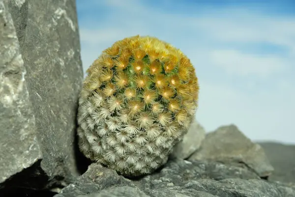 Mammillaria carmenae cv buddha 'yı yapay habitat üzerine kapatın, kayalık kayalık yarık taşında yaşayın. Resim fotoğrafı.