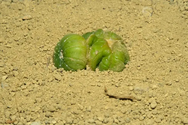Astrofittum asterias cristata montrose, yapay yaşam alanında, çölün kayalık zemininde taşlarla yaşıyor. Resim fotoğrafı.
