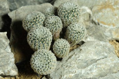Frailea buenekeri var yoğunluğunu yapay yaşam alanı üzerinde kapatın. Kayalık uçurum yarık taşı yüzeyinde canlı yayın yapın. Resim fotoğrafı.