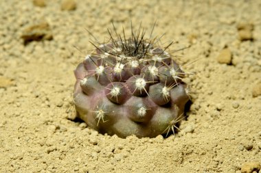 Copiapoa 'nın yapay yaşam ortamını küçük düşürmek, çölün kayalık topraklarında taşlarla yaşamak. Resim fotoğrafı.