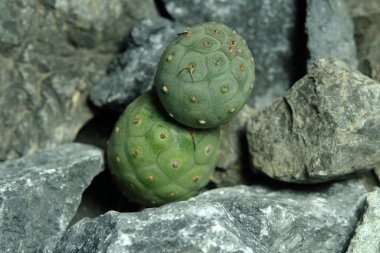 Tephrocactus Geometricus 'u yapay habitatta kapatın, kayalık uçurum yarığı yüzeyinde yaşayın. Resim fotoğrafı.