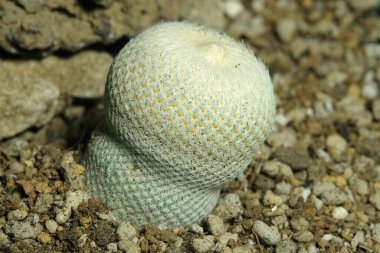 Mammillaria epithelantha bokei 'yi yapay yaşam alanında kapatın, çöldeki kayalık kayalıklarda yaşayın. Resim fotoğrafı.